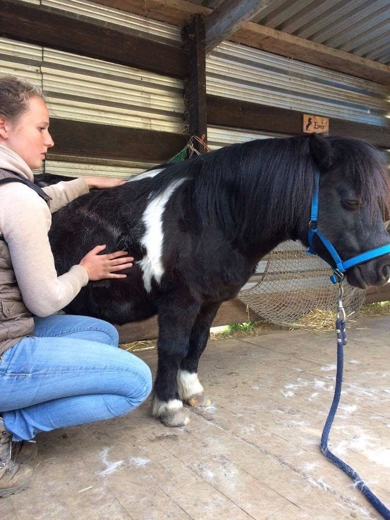 energetisch werk paard