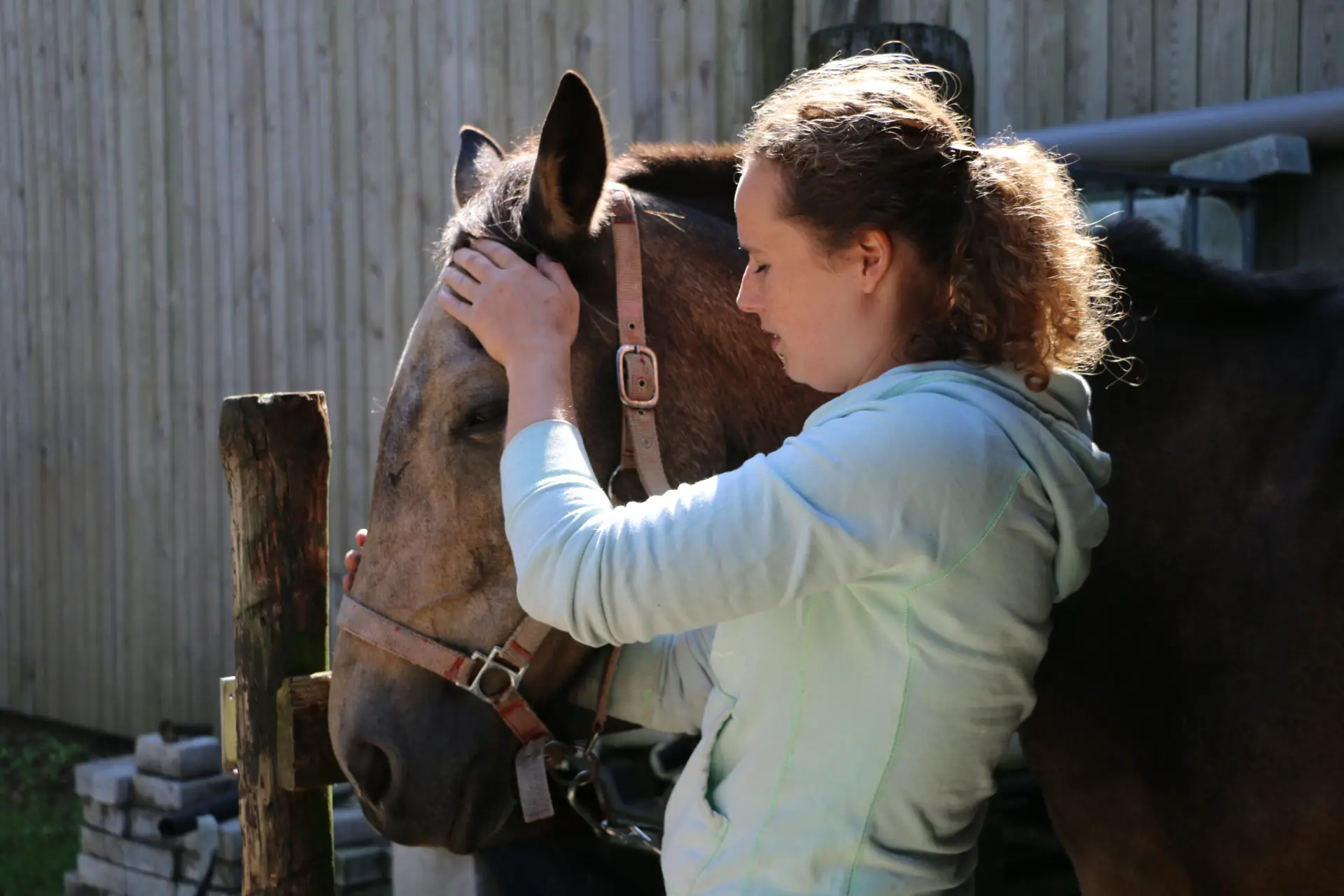 paardenmassage