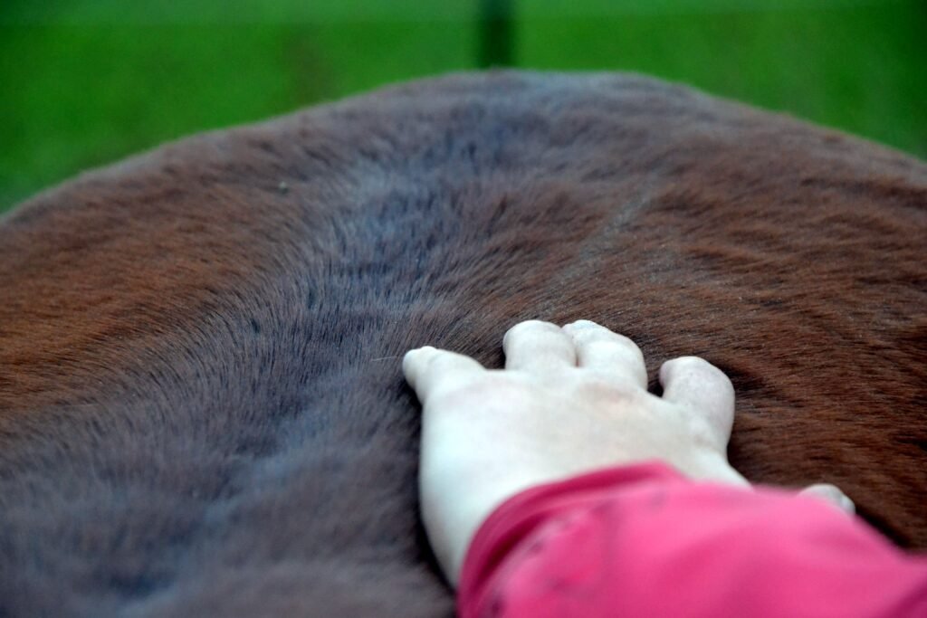 massage voor paarden