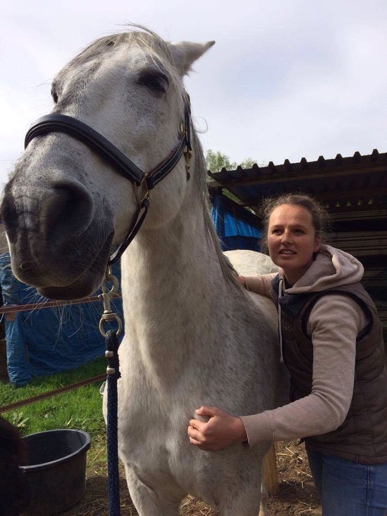 paardenmassage