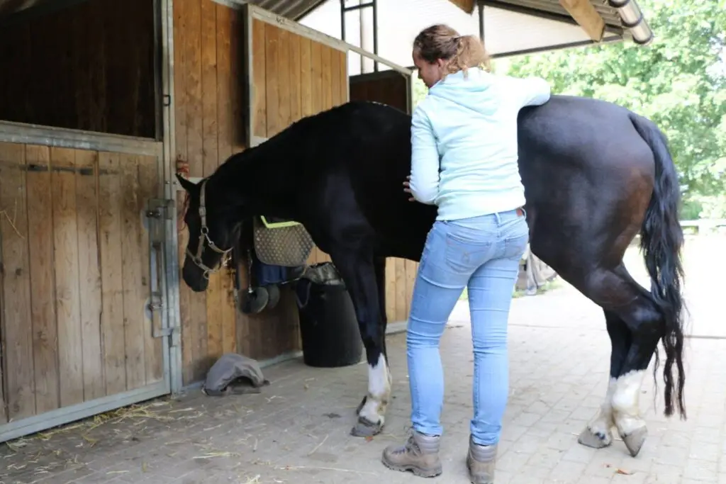 paardenmassage