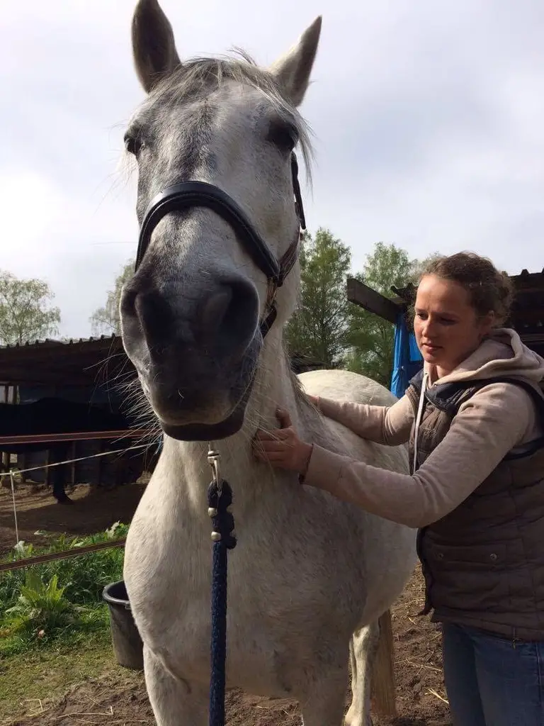 Sportmassage paard