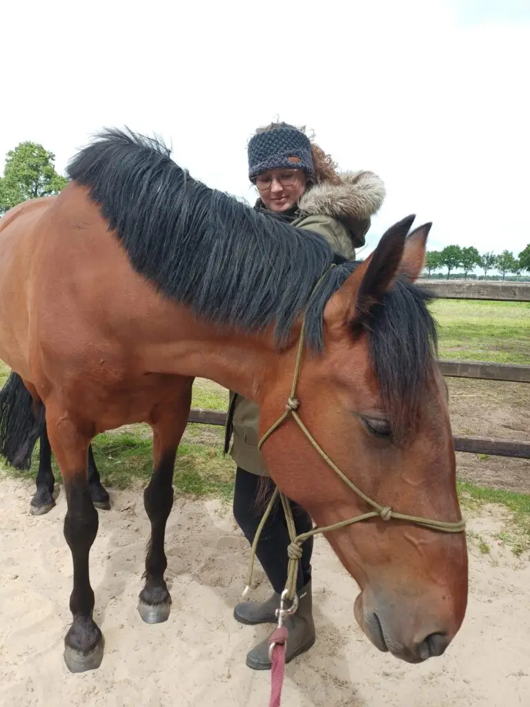 Paardenmassage