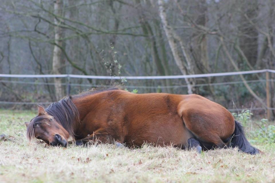ontspannen paard