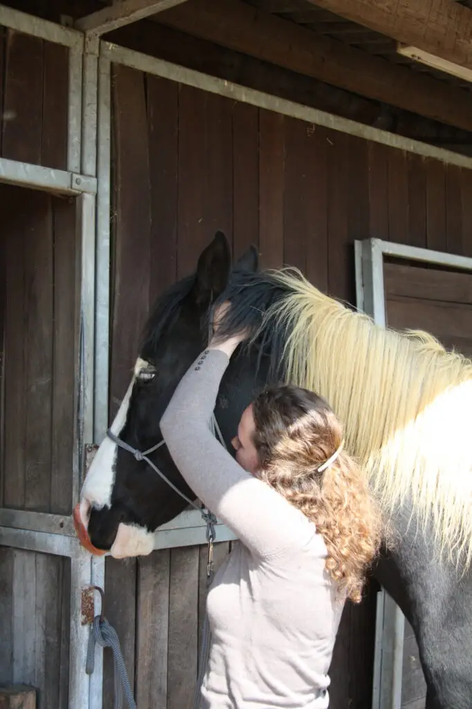 Shiatsu paard