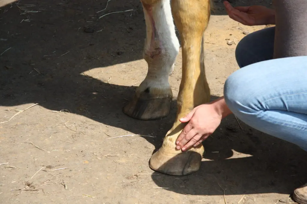 shiatsu voor paarden