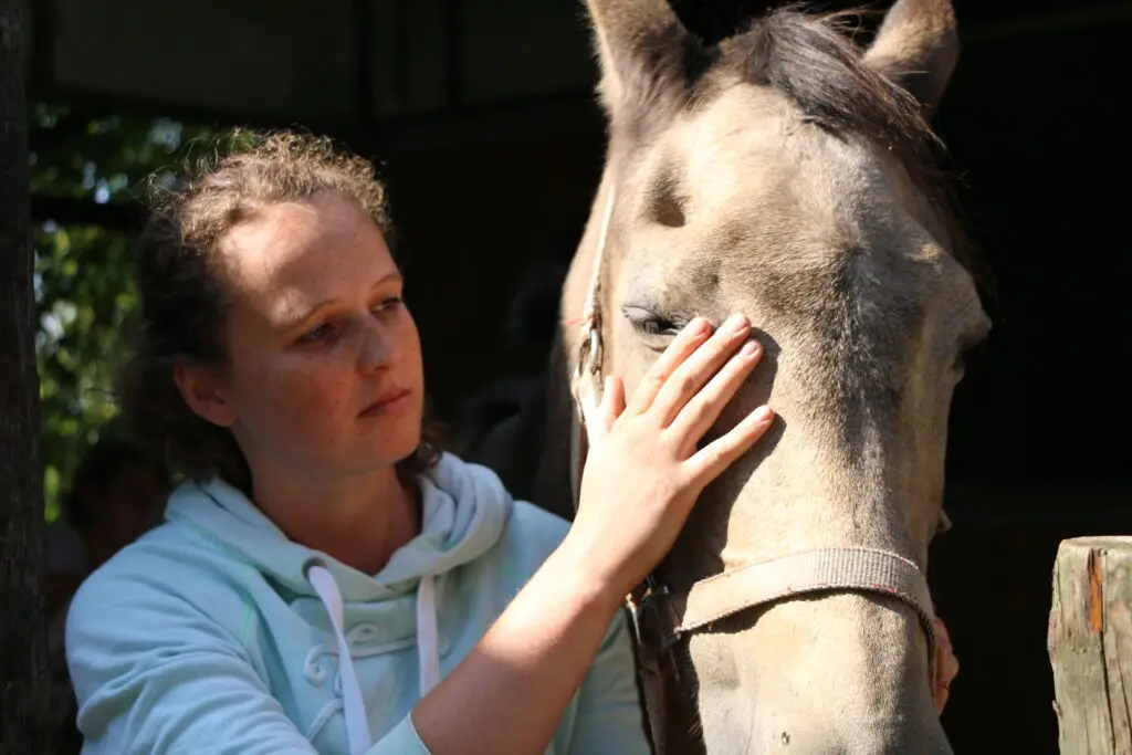 Shiatsu voor paarden