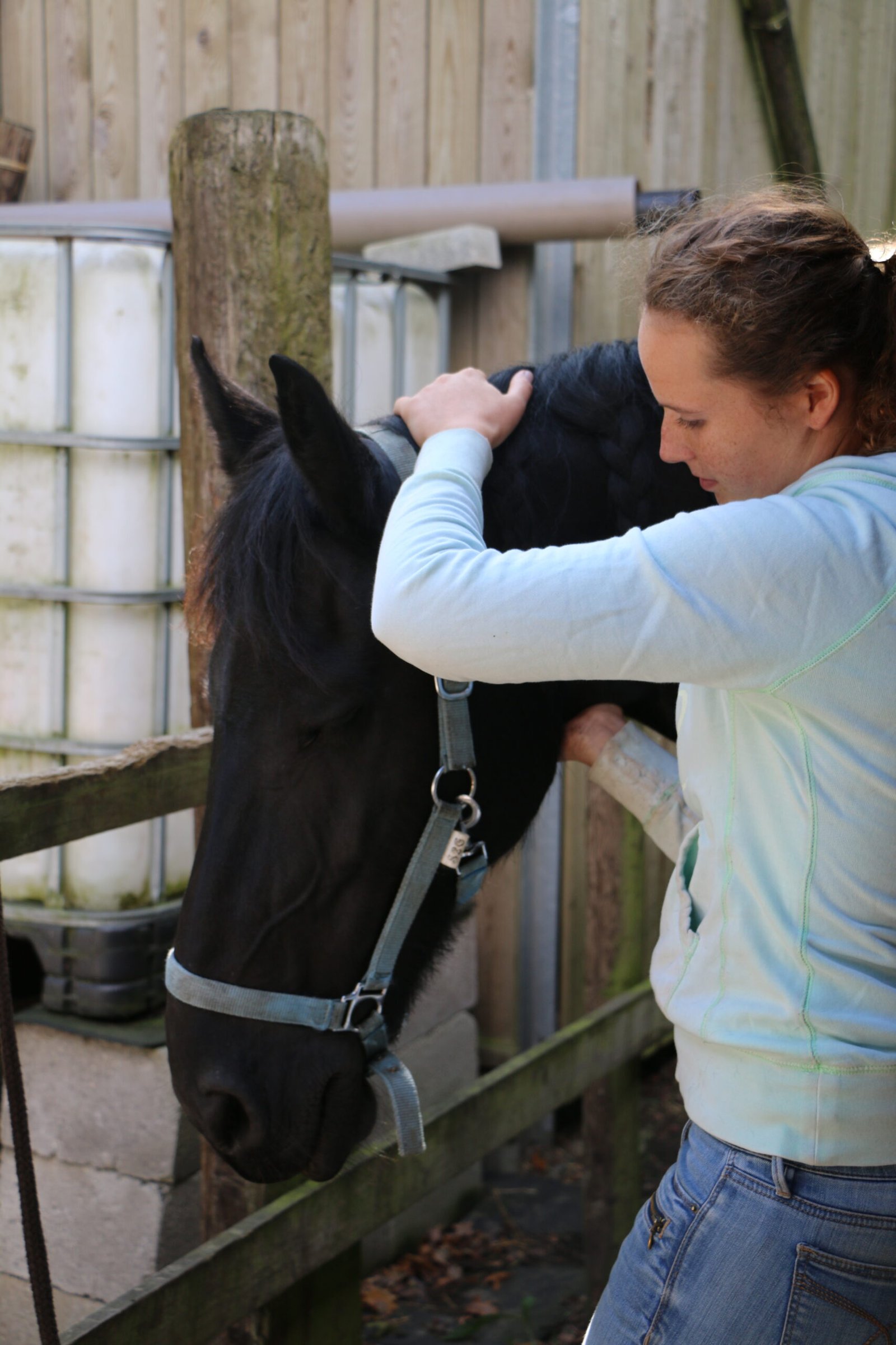 energetische sessie paard